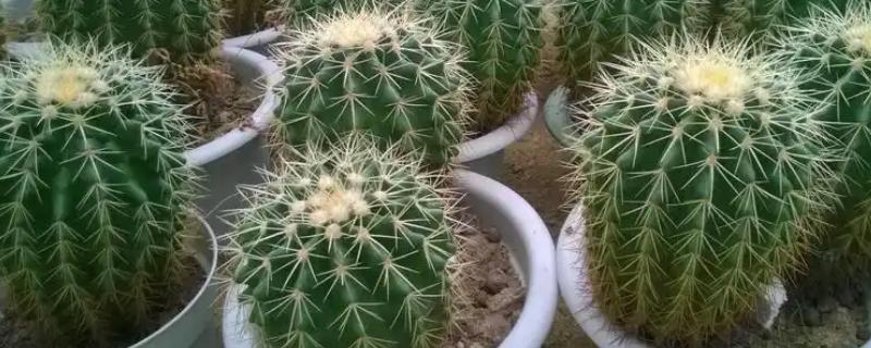 植物怎么保护自己，常见方法有长刺、落叶、留种等