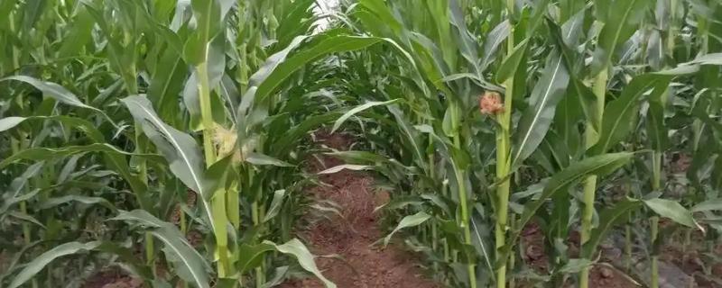 春玉米的种植方法，首先要选好良种
