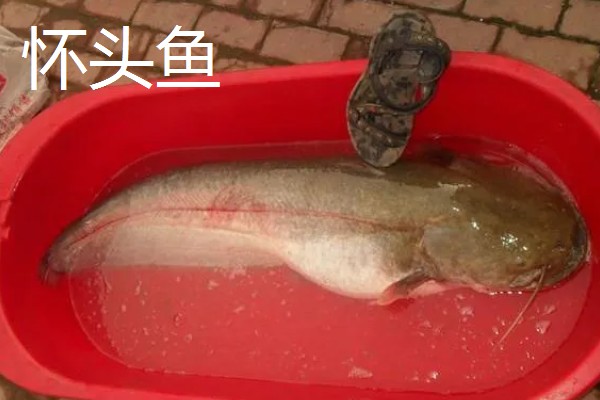 怀头鱼和鲶鱼有哪些区别，分布范围、外形都不同