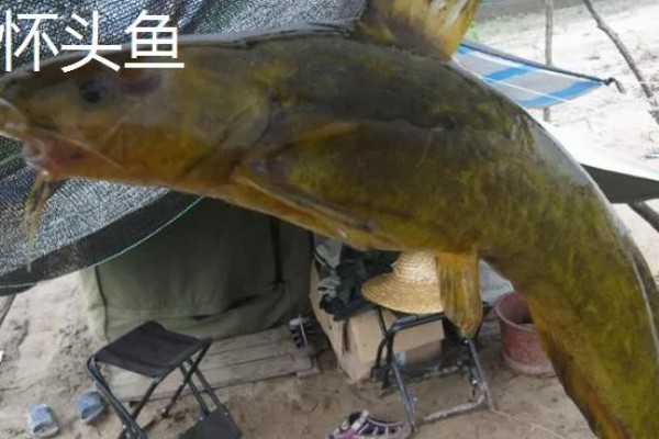 怀头鱼和鲶鱼有哪些区别，分布范围、外形都不同