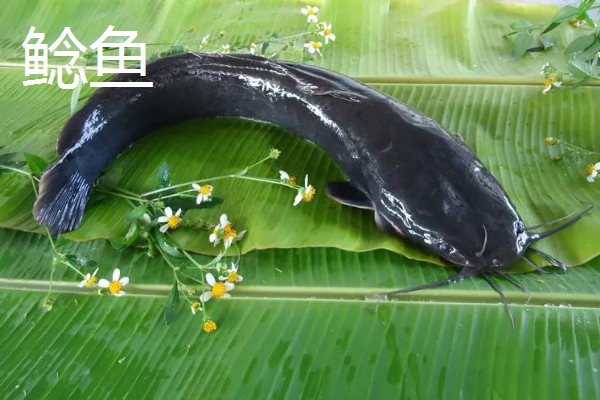 怀头鱼和鲶鱼有哪些区别，分布范围、外形都不同