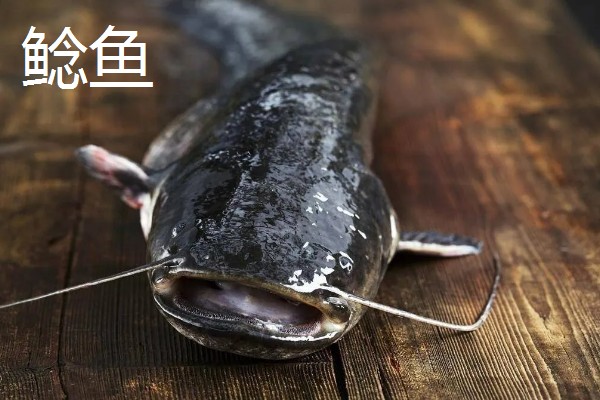 怀头鱼和鲶鱼有哪些区别，分布范围、外形都不同