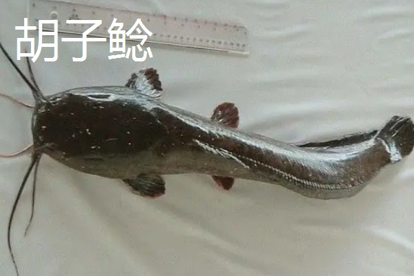 怀头鱼和鲶鱼有哪些区别，分布范围、外形都不同