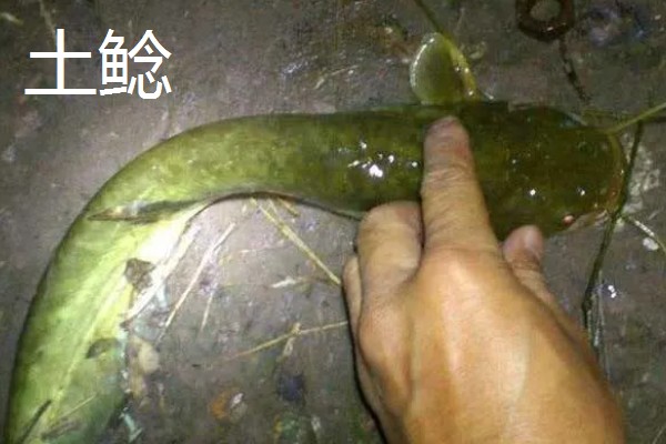 怀头鱼和鲶鱼有哪些区别，分布范围、外形都不同
