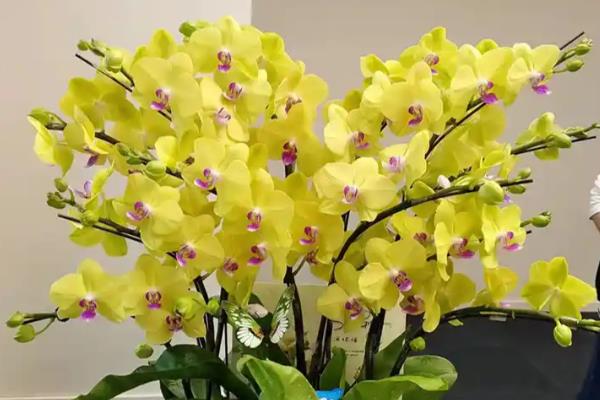 哪种蝴蝶兰有香味,主要有黄花蝴蝶兰、红花蝴蝶兰