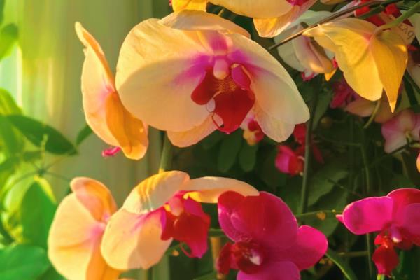 哪种蝴蝶兰有香味,主要有黄花蝴蝶兰、红花蝴蝶兰