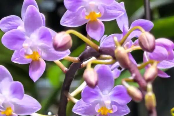 哪种蝴蝶兰有香味,主要有黄花蝴蝶兰、红花蝴蝶兰