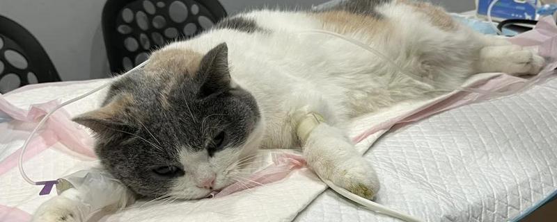 猫咪生病的信号，可从身体表现和行动方面做判断