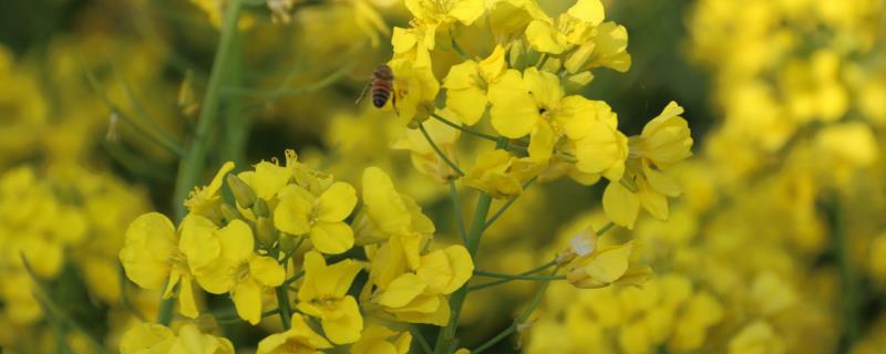 油菜开花期能不能浇水，土壤肥力低、植株长势差时需要多灌水