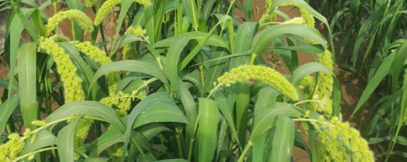 谷子每亩需多少肥料，需根据土壤本身的肥力决定