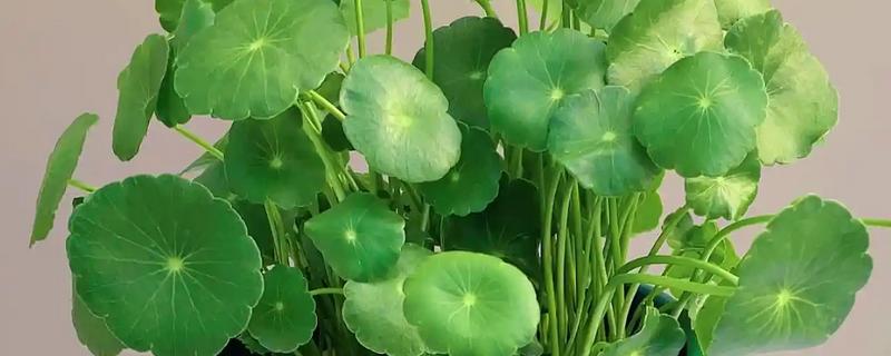 铜钱草剃头的季节，适合在开完花之后进行