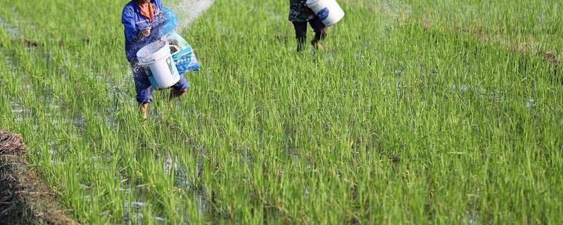顶雨给庄稼地施肥的害处，容易被雷击