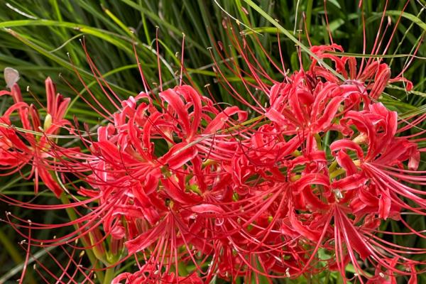 彼岸花花期如何浇水，需要防止使用碱性水
