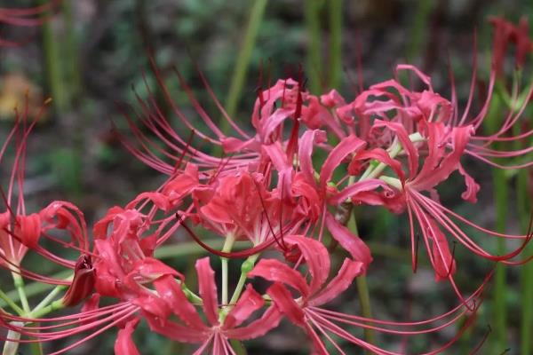彼岸花花期如何浇水，需要防止使用碱性水