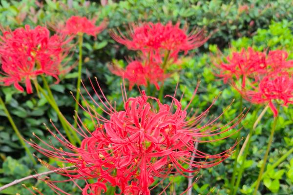 彼岸花花期如何浇水，需要防止使用碱性水