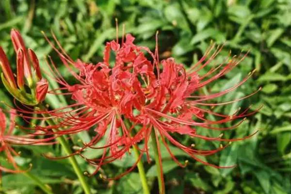 彼岸花花期如何浇水，需要防止使用碱性水