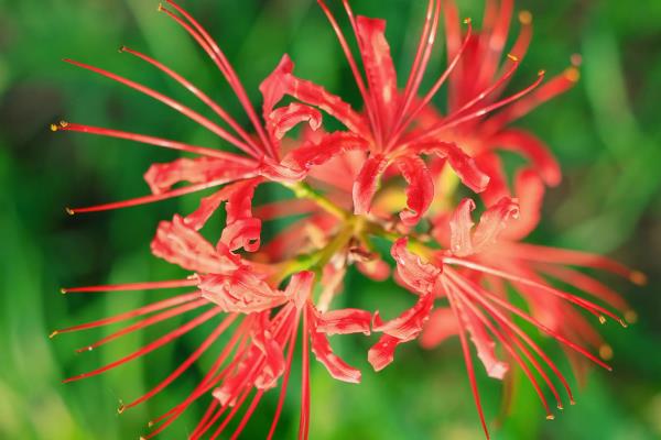 彼岸花花期如何浇水，需要防止使用碱性水