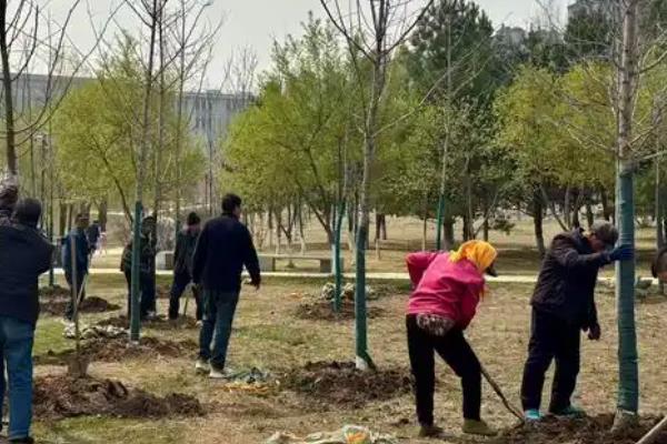 银杏树怎么栽培，7月上旬要追施尿素