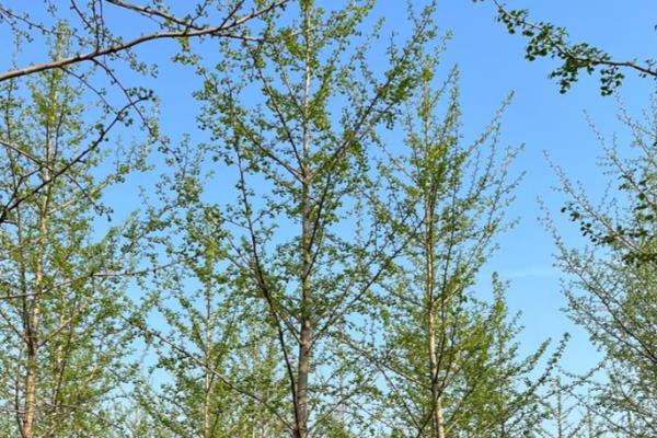 银杏树怎么栽培，7月上旬要追施尿素