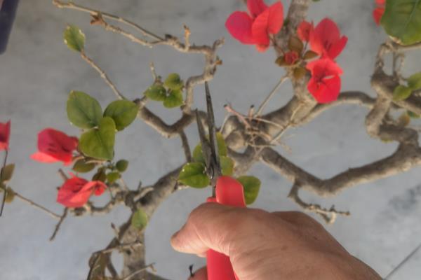 三角梅怎么修剪，可选择在每年秋末进行强剪