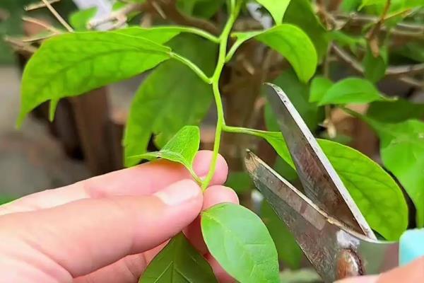 三角梅怎么修剪，可选择在每年秋末进行强剪