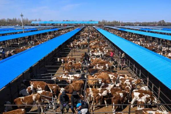 我国大型的肉牛养殖场，多集中山东、宁夏等地