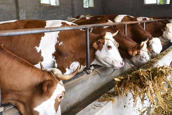 我国大型的肉牛养殖场，多集中山东、宁夏等地