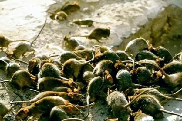 什么是鼠疫，是由鼠疫杆菌引起的