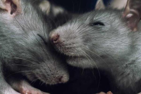 什么是鼠疫，是由鼠疫杆菌引起的