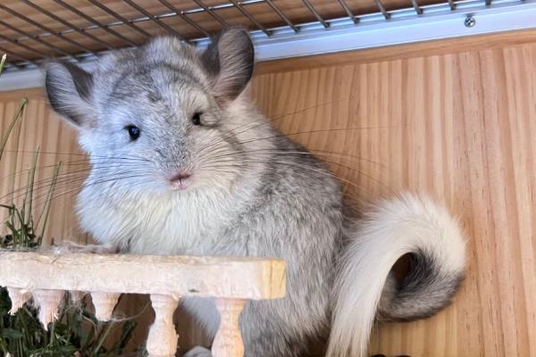 什么是鼠疫，是由鼠疫杆菌引起的