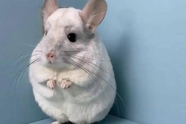 什么是鼠疫，是由鼠疫杆菌引起的