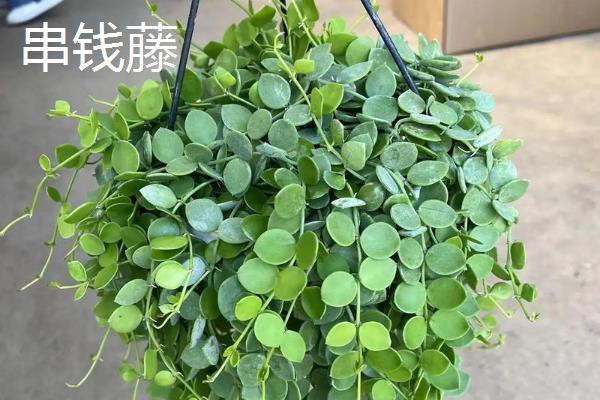 招财的花卉有哪些，有绿元宝、串钱藤等