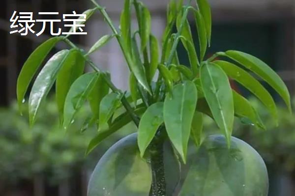 招财的花卉有哪些，有绿元宝、串钱藤等