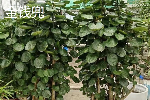 招财的花卉有哪些，有绿元宝、串钱藤等