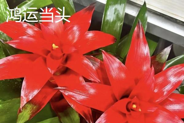 招财的花卉有哪些，有绿元宝、串钱藤等