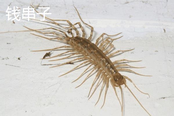 招财的花卉有哪些，有绿元宝、串钱藤等