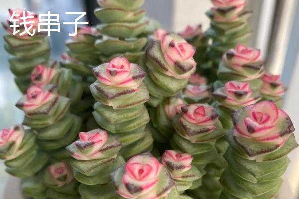 招财的花卉有哪些，有绿元宝、串钱藤等