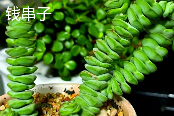招财的花卉有哪些，有绿元宝、串钱藤等