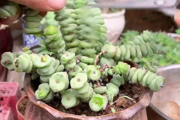 招财的花卉有哪些，有绿元宝、串钱藤等