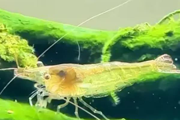 黑壳虾如何繁殖,孵化期水温保持在22-26℃