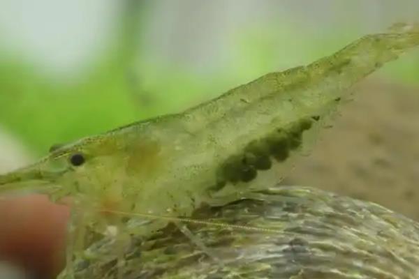 黑壳虾如何繁殖,孵化期水温保持在22-26℃