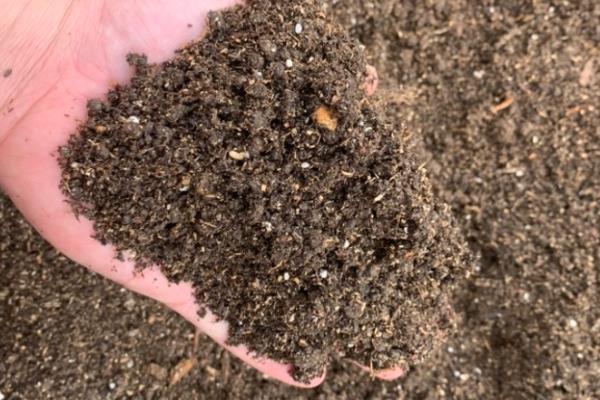 珊瑚樱的养殖方法，喜欢在有充足光照的地方生长