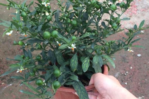 珊瑚樱的养殖方法，喜欢在有充足光照的地方生长