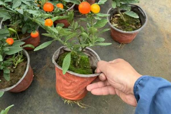 珊瑚樱的养殖方法，喜欢在有充足光照的地方生长