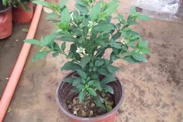 珊瑚樱的养殖方法，喜欢在有充足光照的地方生长