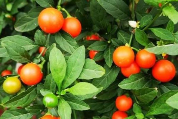 珊瑚樱的养殖方法，喜欢在有充足光照的地方生长