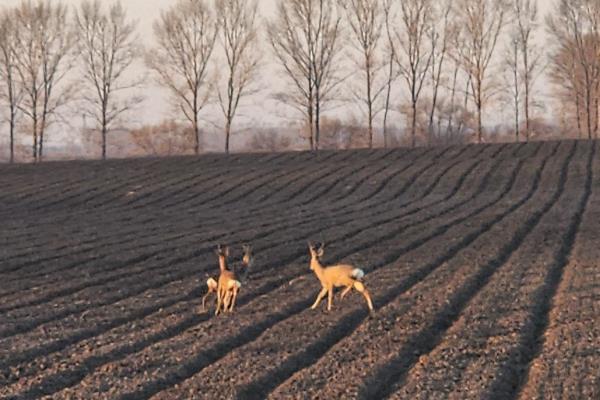 养殖10头狍子所需成本，需要28000元左右