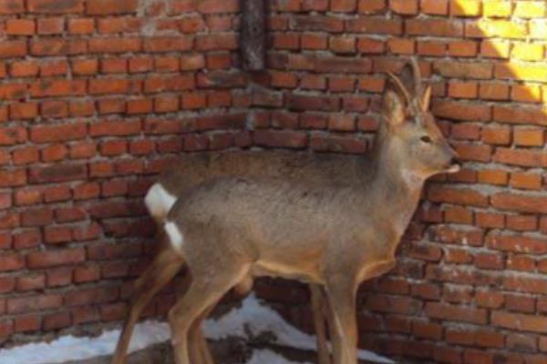 养殖10头狍子所需成本，需要28000元左右