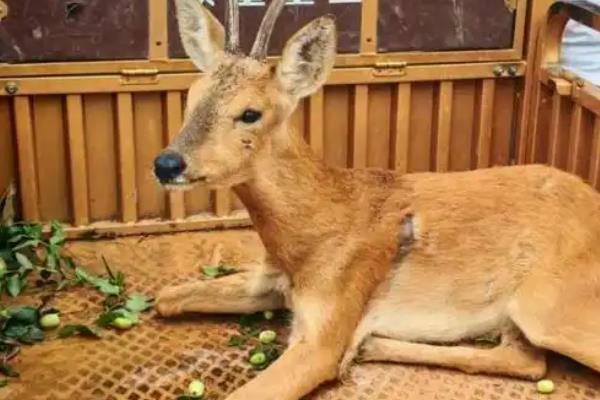 养殖10头狍子所需成本，需要28000元左右