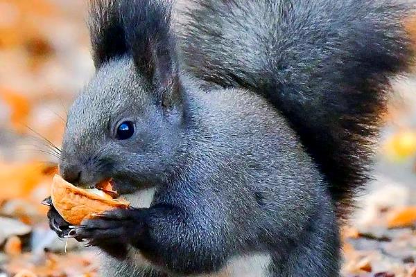 松鼠有什么品种，魔王松鼠、岩松鼠等品种很常见